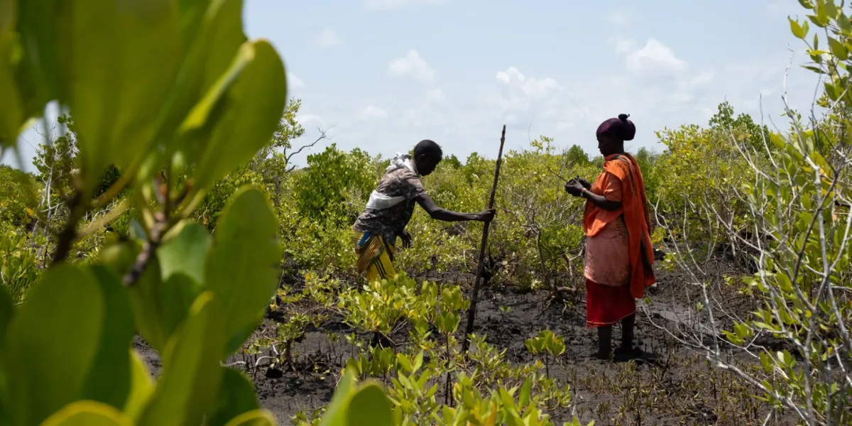 Riforestazione Mangrovie Kenya Tana River 1 3x