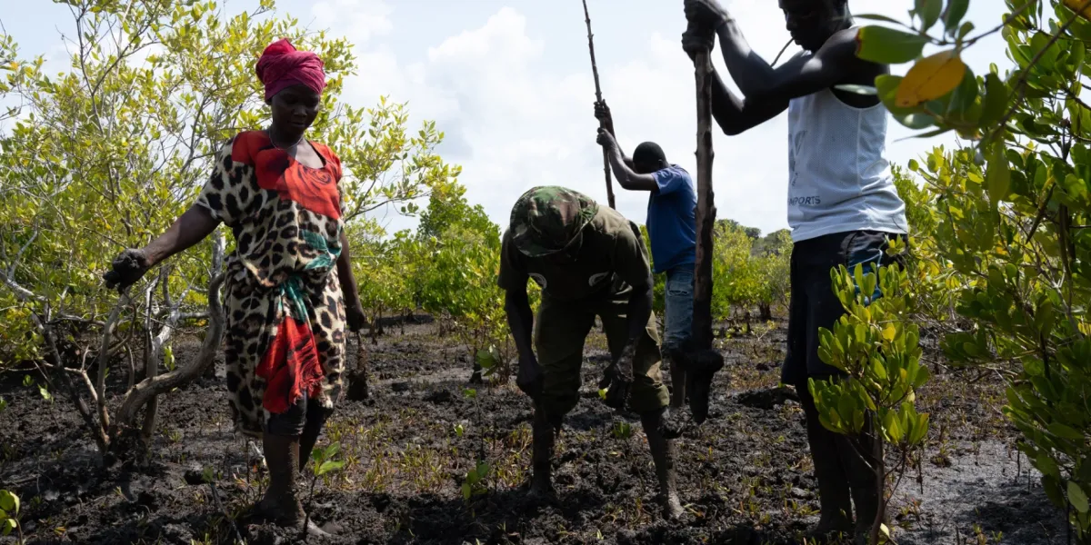 Riforestazione Mangrovie Kenya Tana River 3 3x