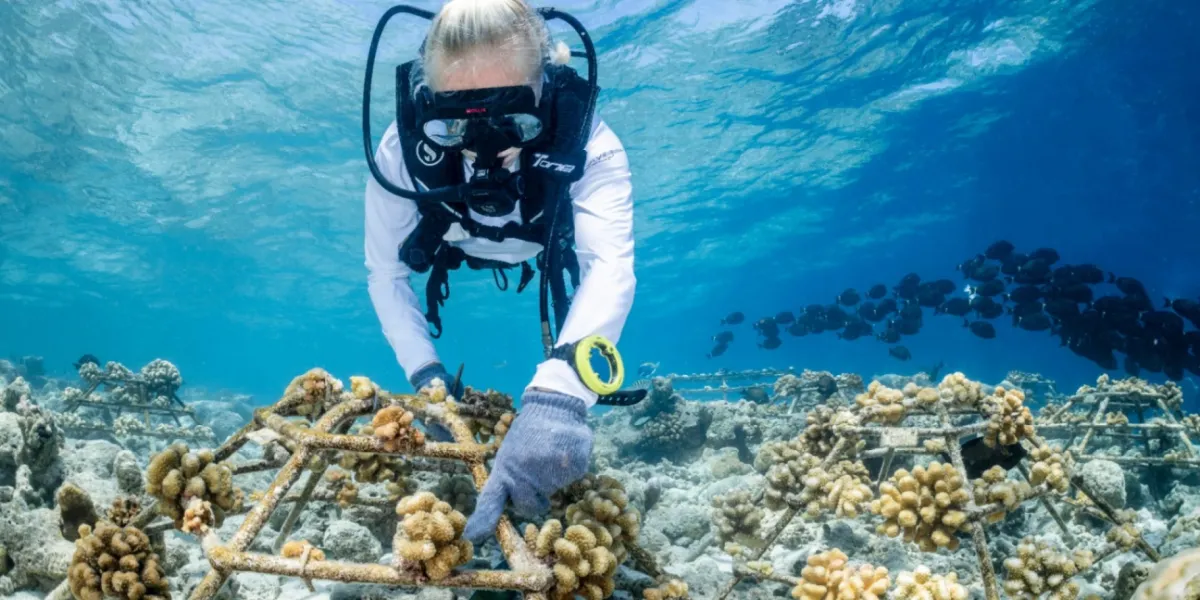 Blue Economy Maldive Barriera Corallina Como Cocoa Island 1 3x