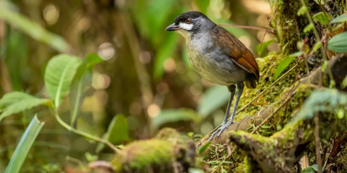 Tutela Ambientale Ecuador Riserva Tapichalaca 5 3x