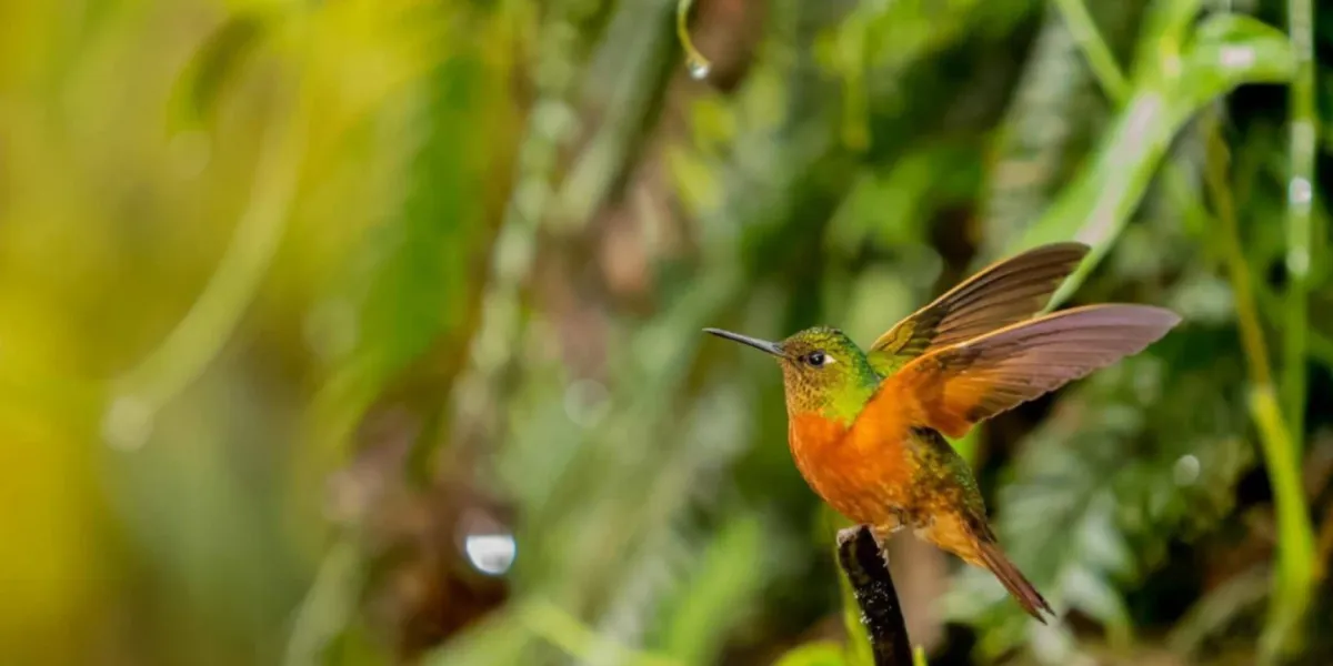 Tutela Ambientale Ecuador Riserva Tapichalaca 3 3x