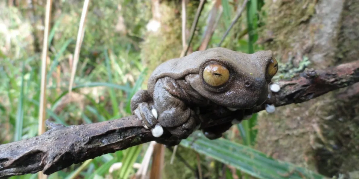 Tutela Ambientale Ecuador Riserva Tapichalaca 4 3x