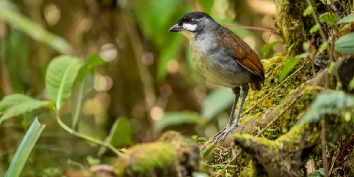 Tutela Ambientale Ecuador Riserva Tapichalaca 5 3x