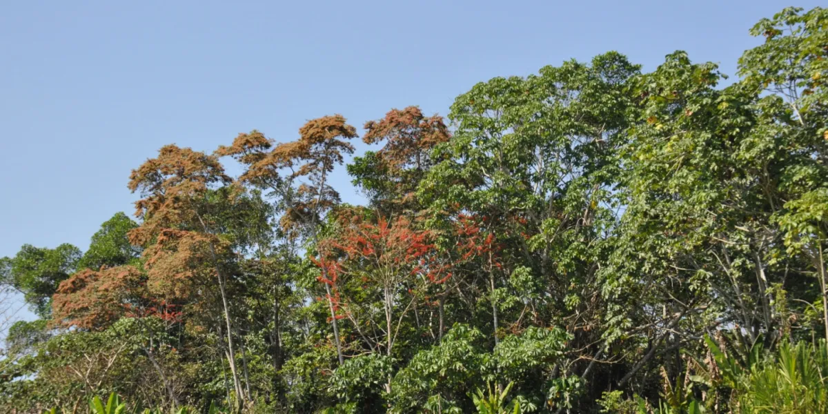 Tutela Ambientale Vcs Brasile Riserva Envira 1 3x
