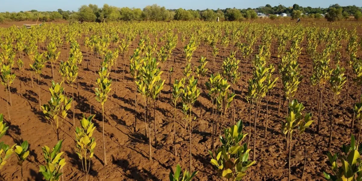 Riforestazione Mangrovie Madagascar Vilamatsa 1 3x