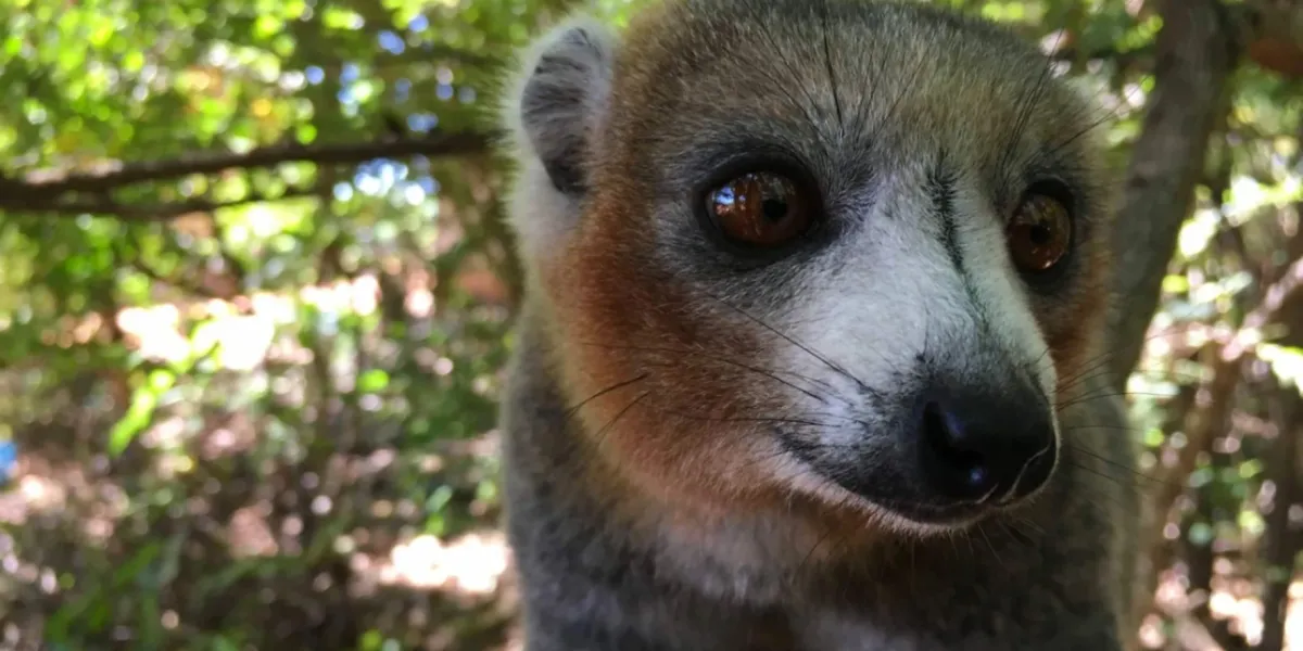 Riforestazione Mangrovie Madagascar Vilamatsa 3 3x