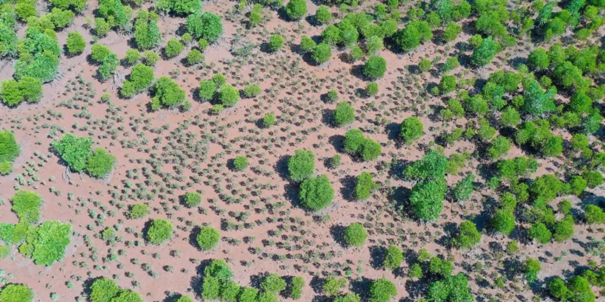 Riforestazione Mangrovie Madagascar Vilamatsa 5 3x