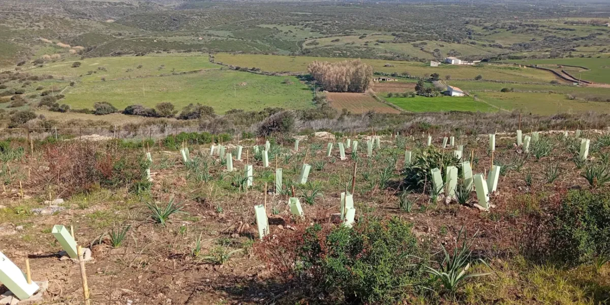 Riforestazione Italia Montiferru Sennariolo 1 3x