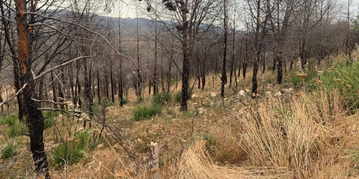 Riforestazione Italia Montiferru Sennariolo 5 3x