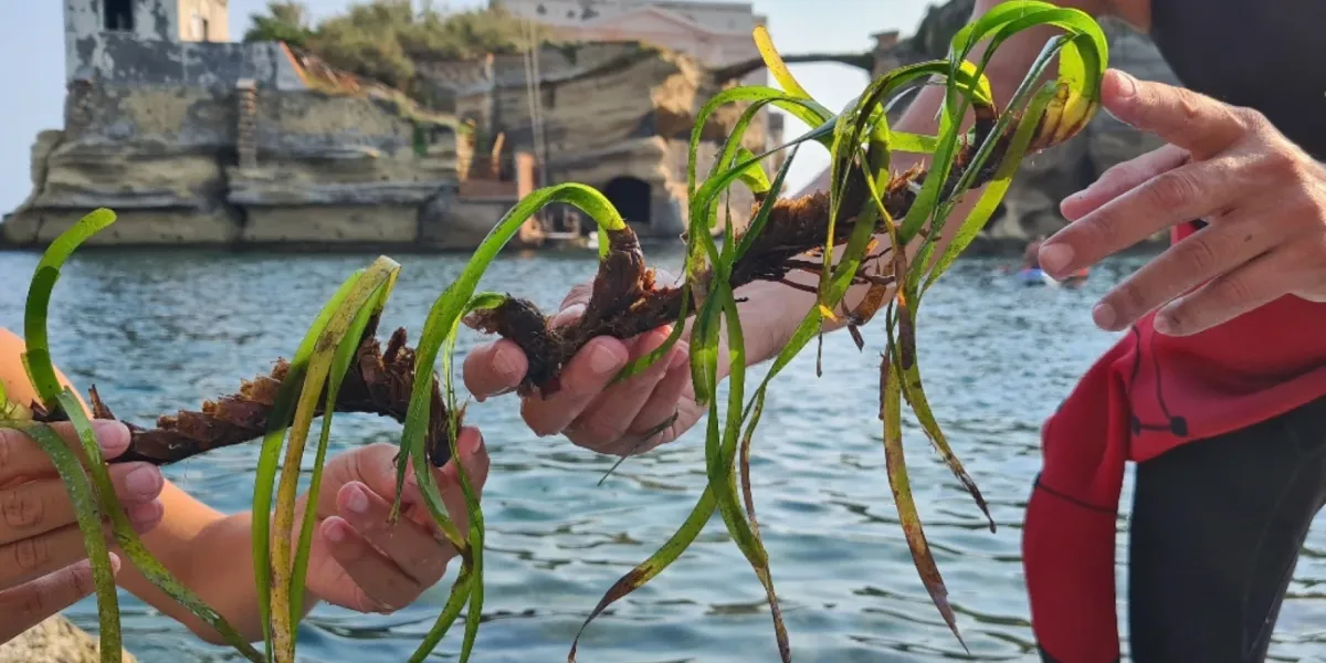 Blue Economy Posidonia Oceanica Italia Gaiola 1 3x