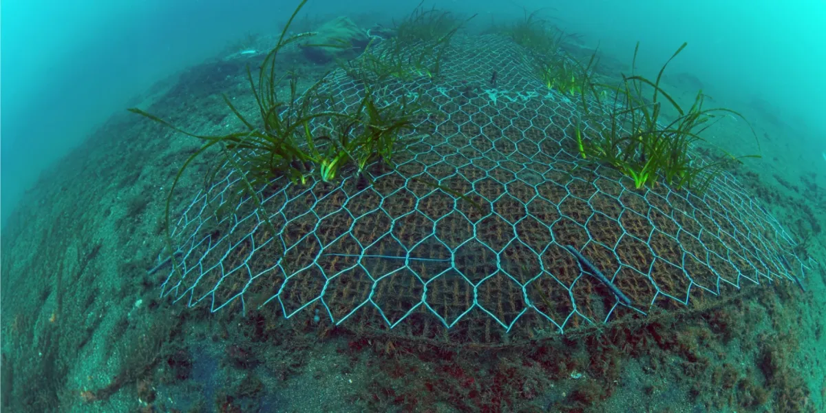 Blue Economy Posidonia Oceanica Italia Gaiola 3 3x