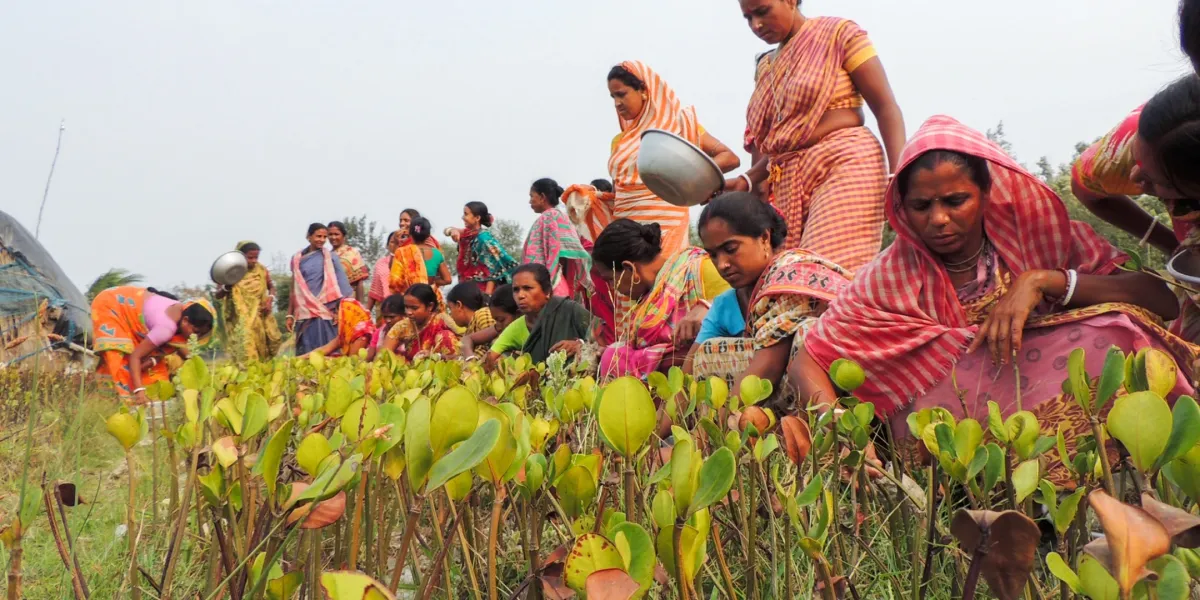 Mangrove Planting Sagar India 2 3x