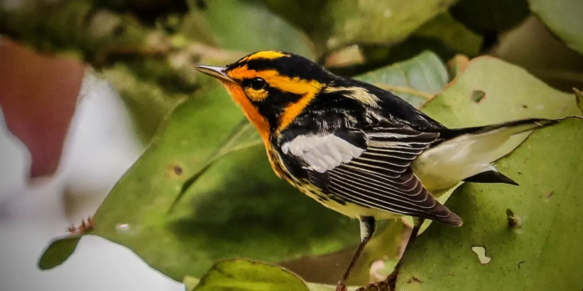 Tutela Ambientale Ecuador Narupa 2 3x