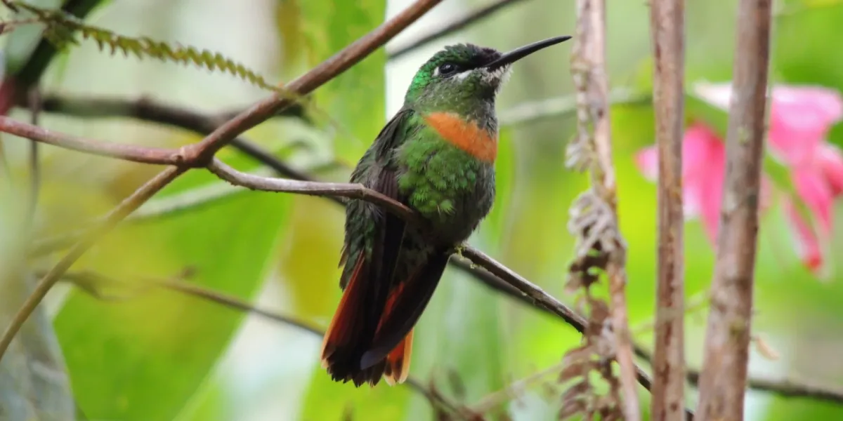 Tutela Ambientale Ecuador Narupa 4 3x