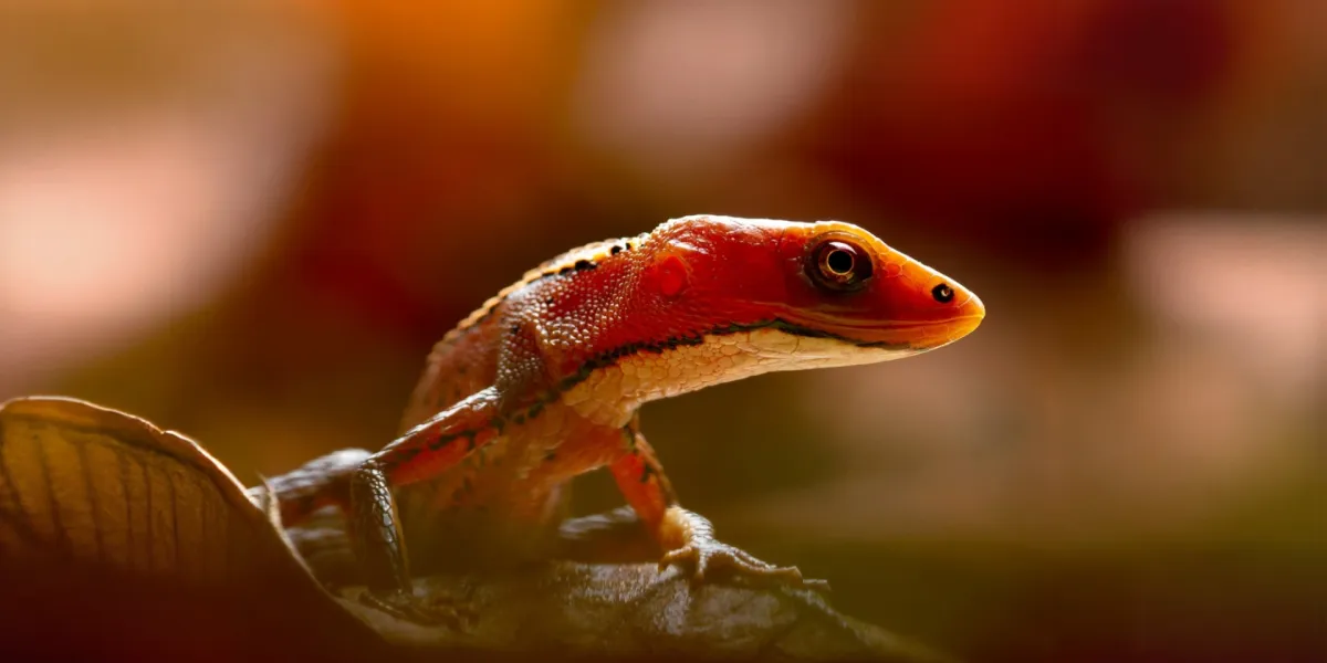 Tutela Ambientale Ecuador Narupa 3 3x