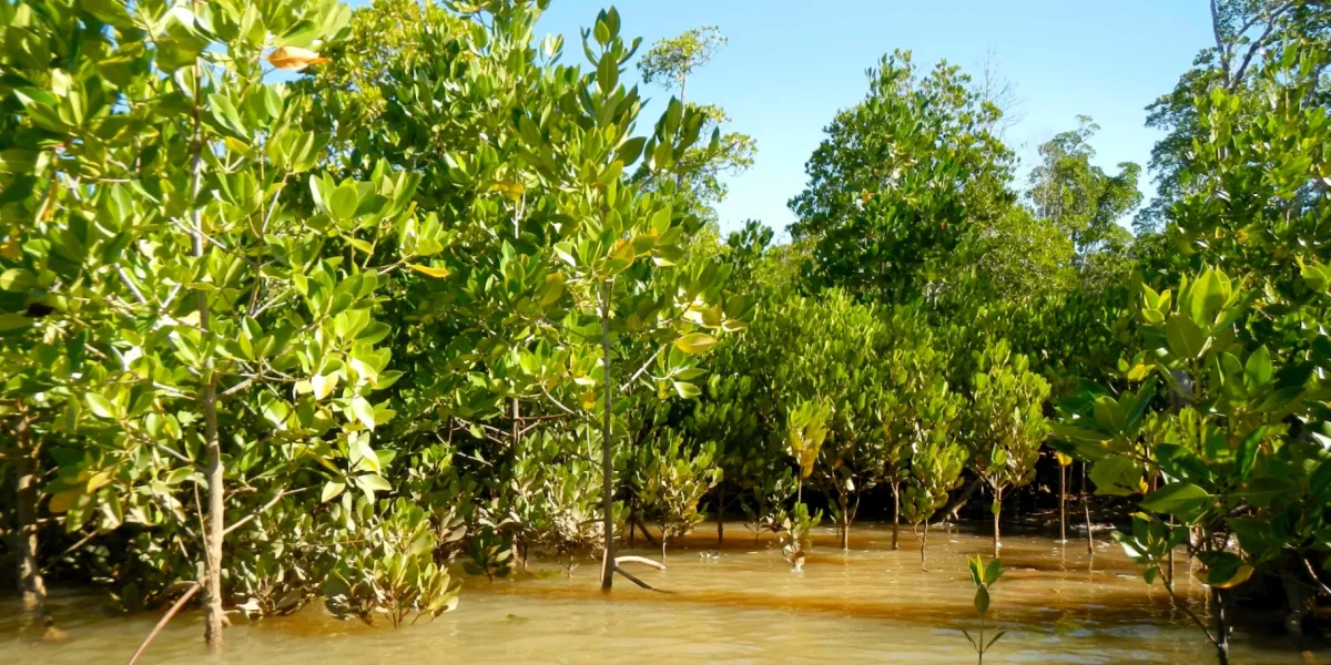 Riforestazione Mangrovie Madagascar Marovolavo 1 3x