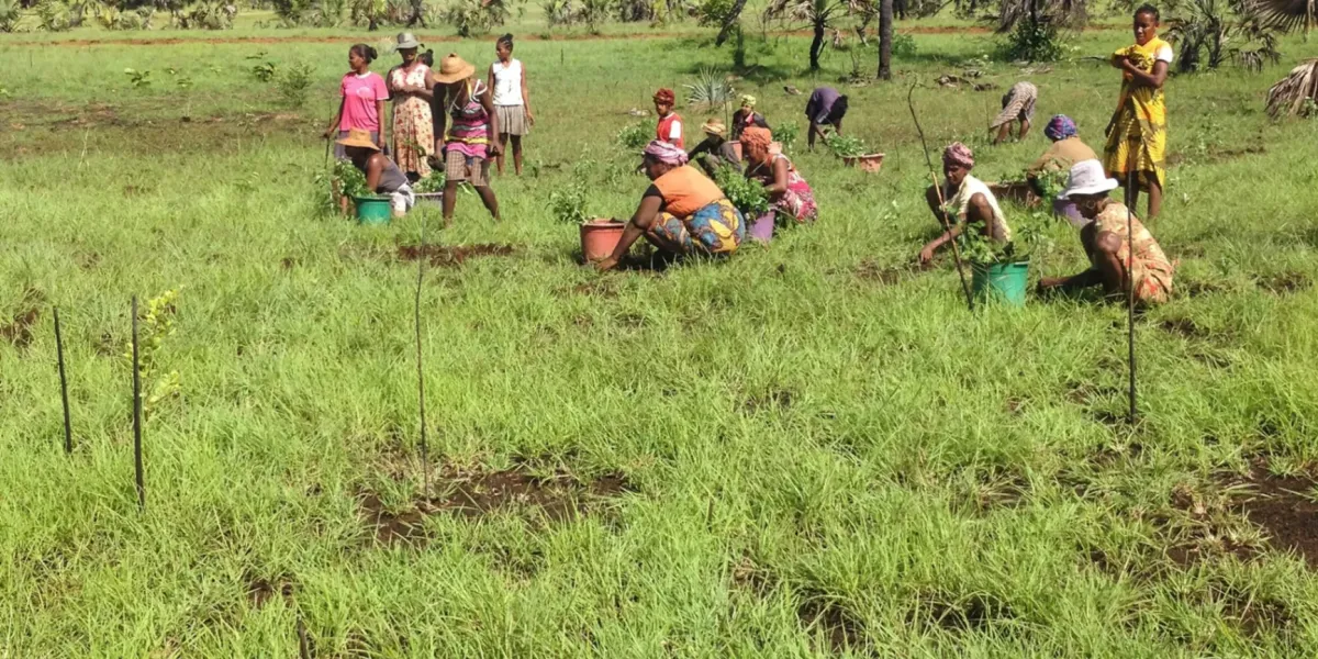 Riforestazione Mangrovie Madagascar Marovolavo 2 3x