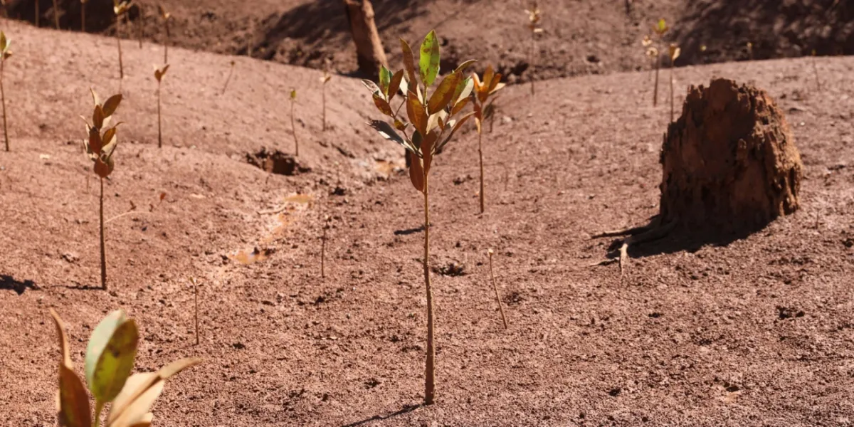Riforestazione Mangrovie Madagascar Marovolavo 4 3x