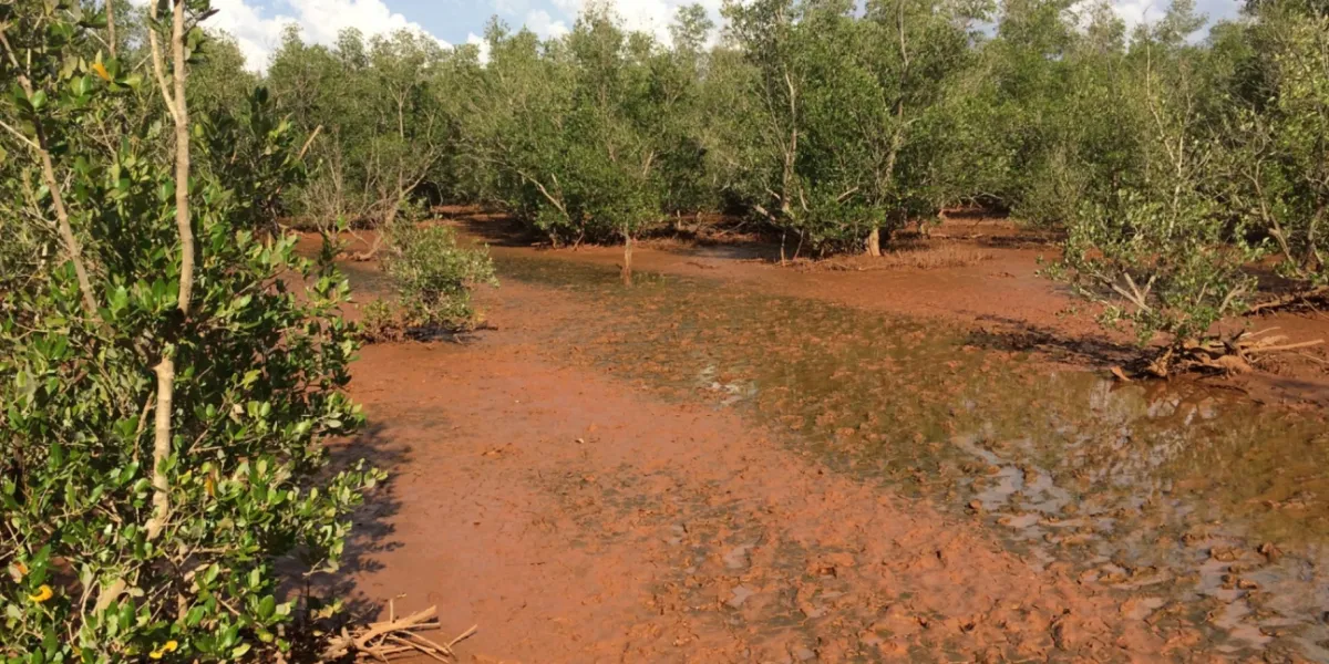 Riforestazione Mangrovie Madagascar Marovolavo 5 3x