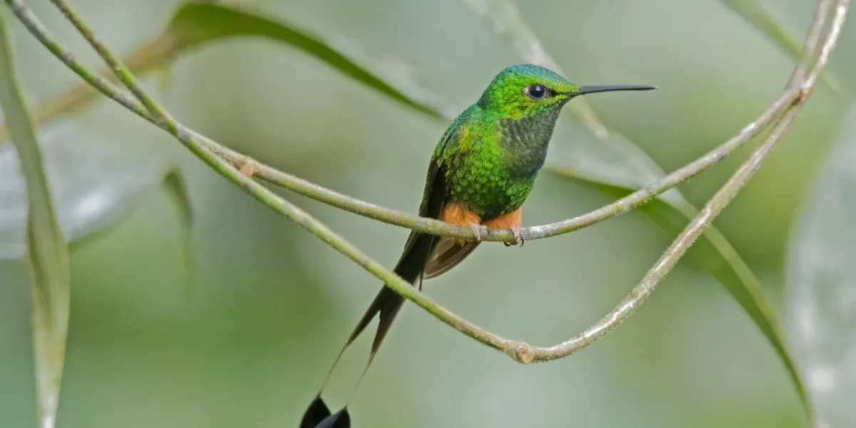 Tutela Ambientale Ecuador Riserva Copalinga 2 3x