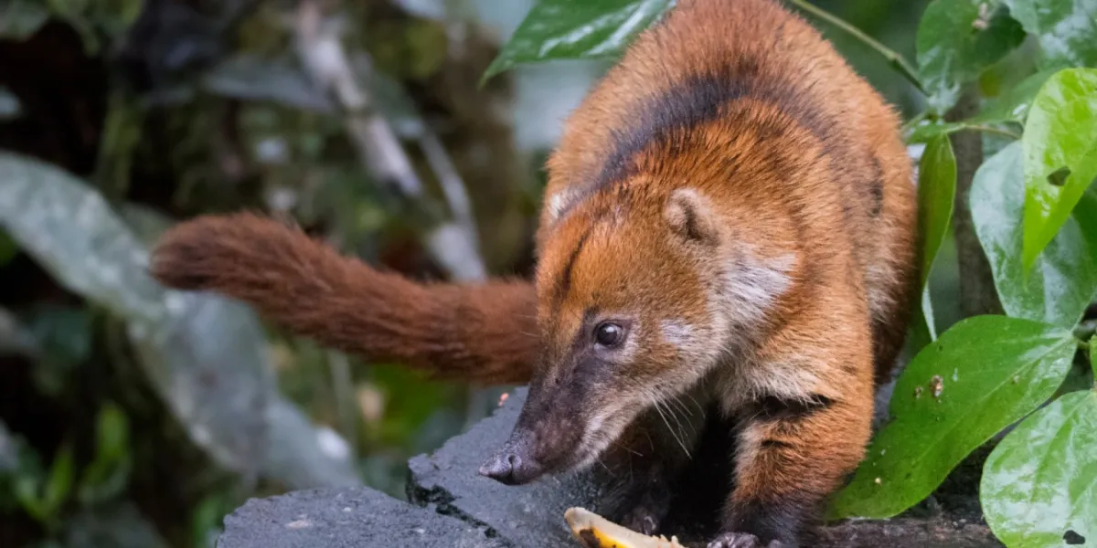 Tutela Ambientale Ecuador Riserva Copalinga 3 3x