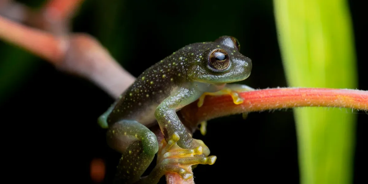Tutela Ambientale Ecuador Riserva Copalinga 4 3x