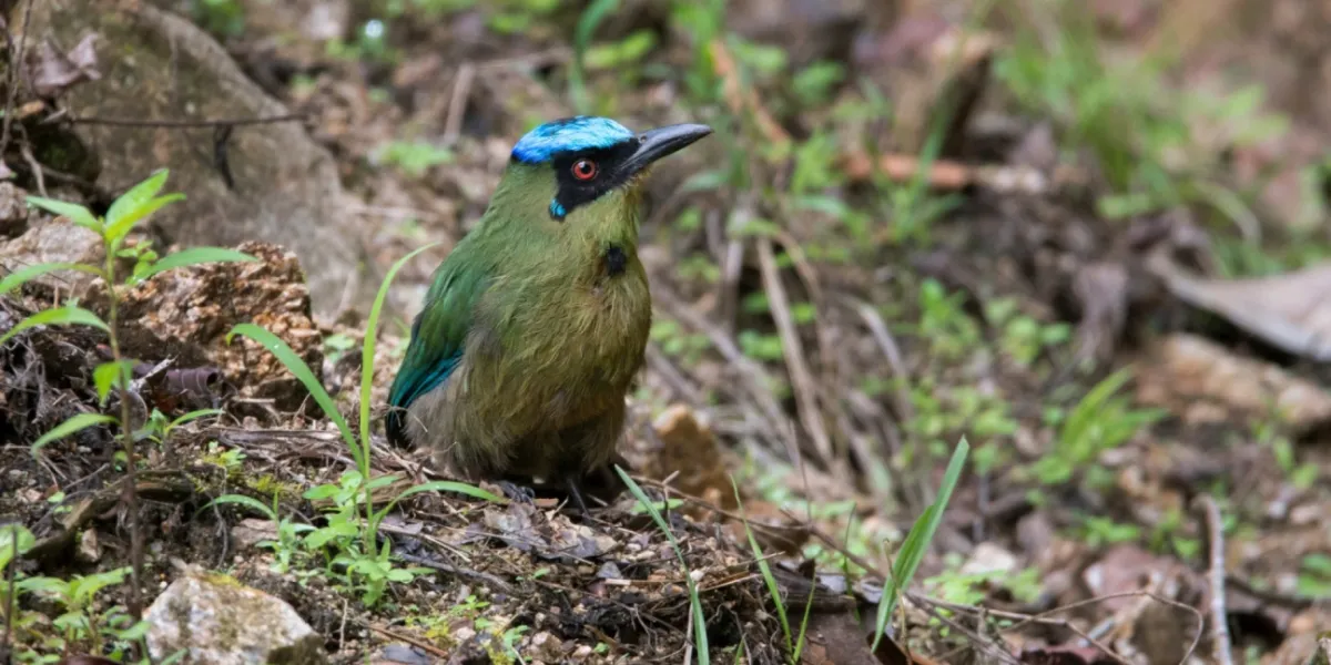 Tutela Ambientale Ecuador Riserva Copalinga 5 3x