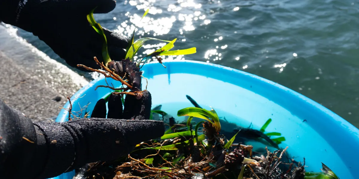 Blue Economy Posidonia Oceanica Italia Portofino 1 3x