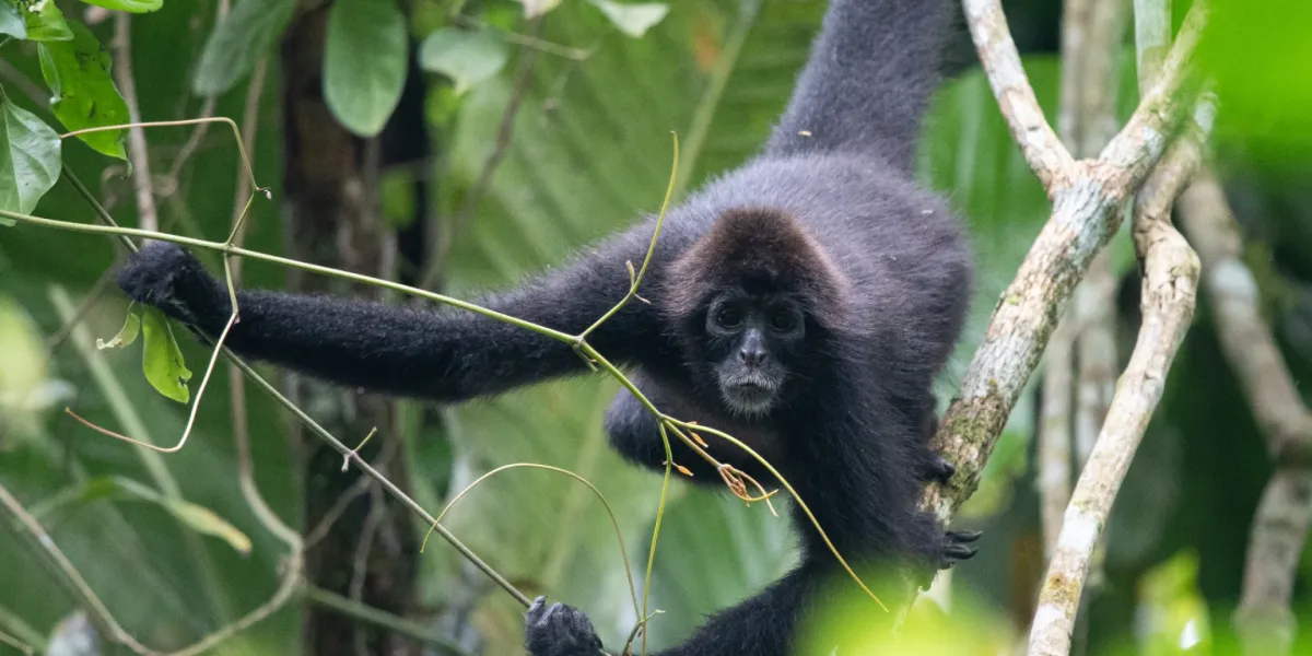 Tutela Ambientale Ecuador Riserva Canande 4 3x