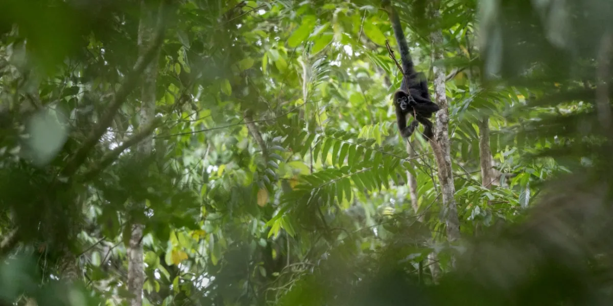 Tutela Ambientale Ecuador Riserva Canande 2 3x