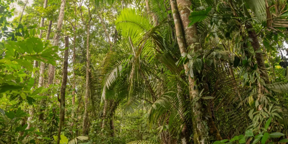 Tutela Ambientale Ecuador Riserva Canande 3 3x