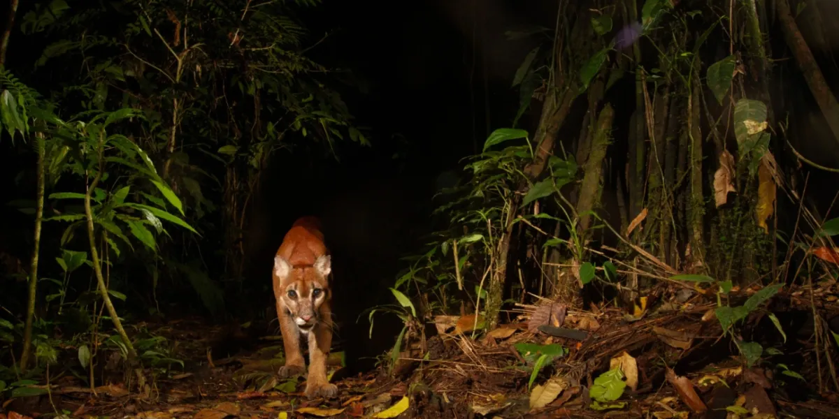Tutela Ambientale Ecuador Riserva Canande 5 3x