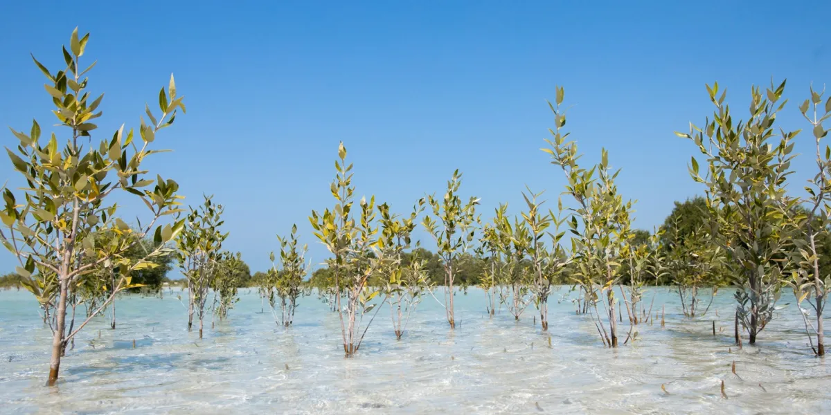 Riforestazione Mangrovie Uae Jubail Island 1 3x