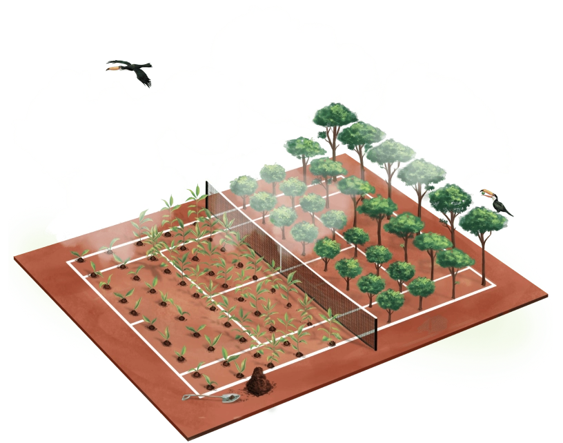 Alberi Piantati