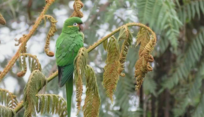 森の枝にとまる緑のインコ