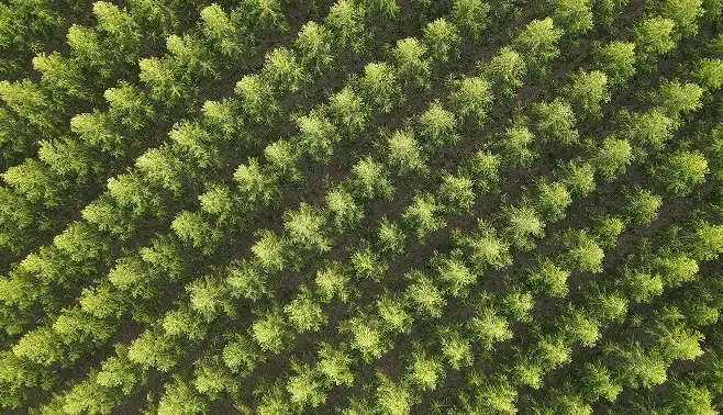 列状に植えられた植林地の空撮