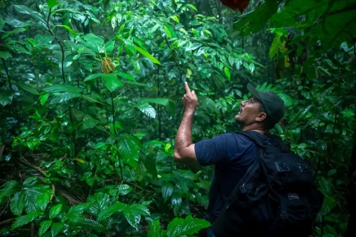 熱帯林の植生を観察する研究者