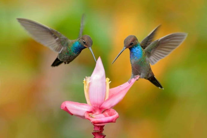 ピンクの花の周りを飛ぶ2羽のハチドリ