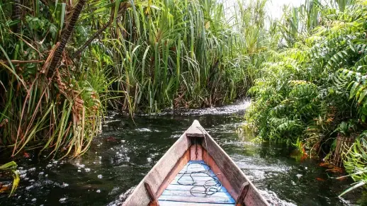 熱帯の植生の間を流れる水路を進むカヌー