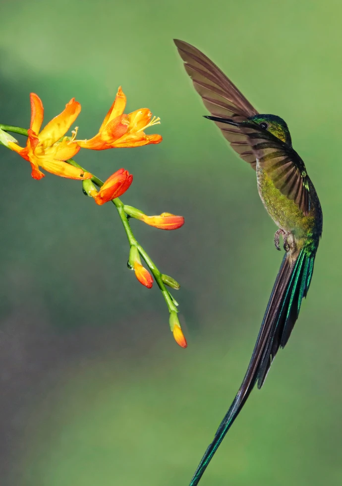 オレンジ色の花のそばを飛ぶハチドリ