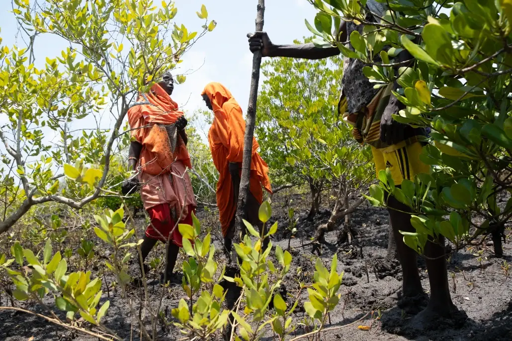 Operatori locali al lavoro tra le mangrovie in un progetto di riforestazione