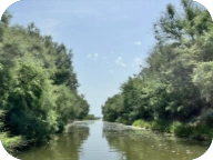 ブルーカーボン生態系の沿岸植生の間を流れる水路